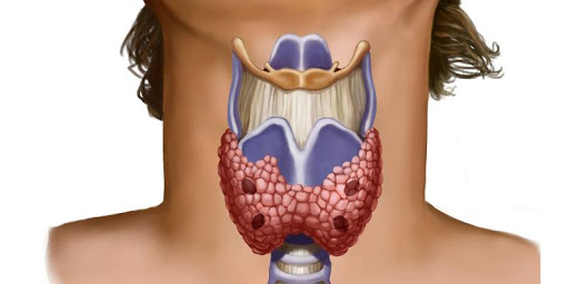 Щитовидка – это небольшая железа, расположенная спереди на шее